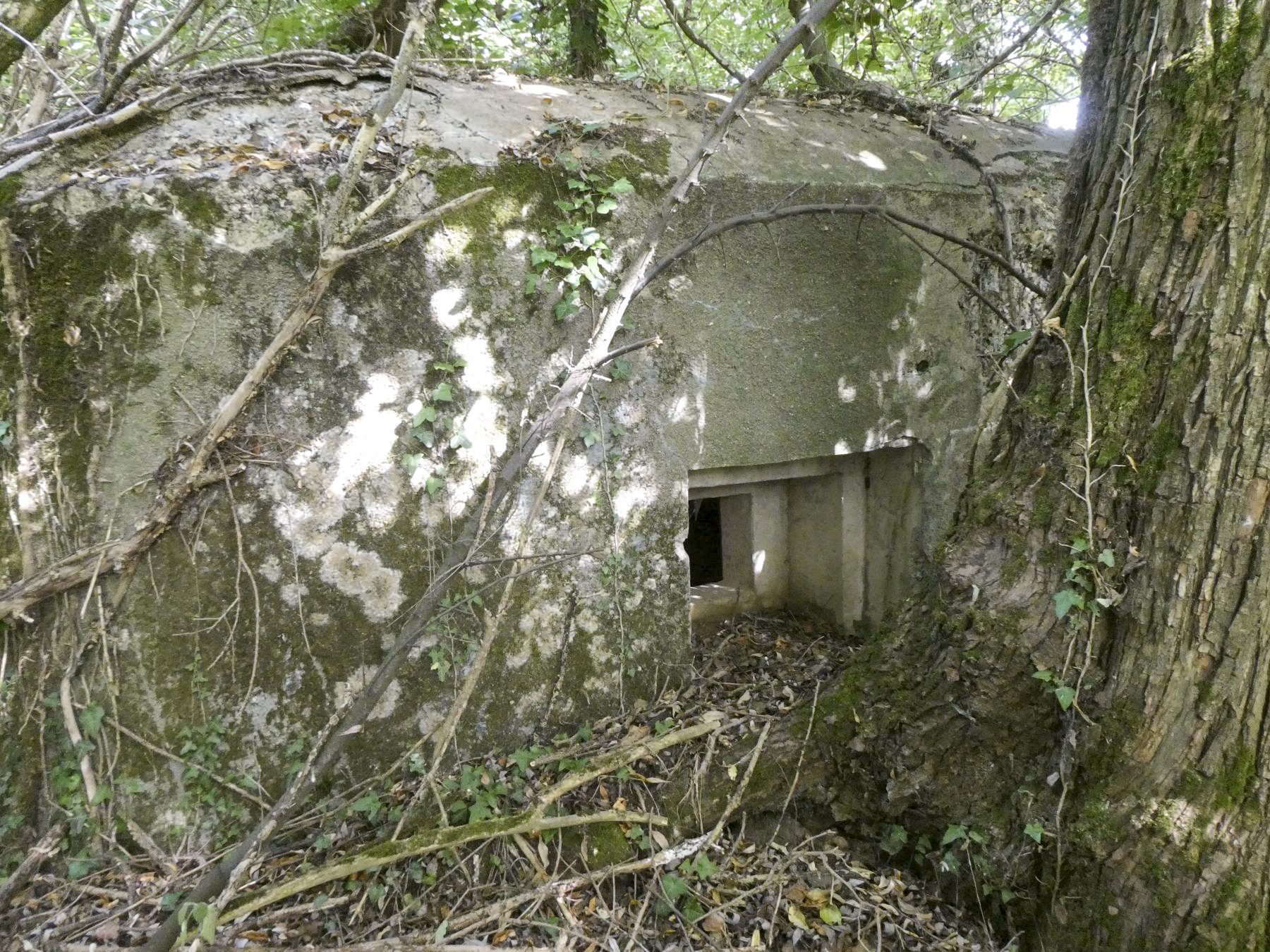 Ligne Maginot - B636 - BOIS D'ELESMES - (Blockhaus pour canon) -  - ELLENA Daniel - CUNY Philippe