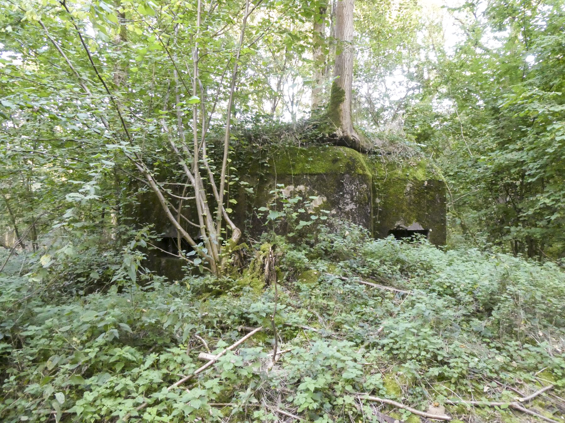 Ligne Maginot - B593 - BOIS DES LANIERES 5 - (Blockhaus pour canon) -  - ELLENA Daniel - CUNY Philippe
