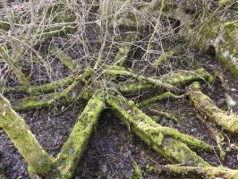 Ligne Maginot - CC4 - (Cuve pour canon) - La structure en étoile de la plate-forme.