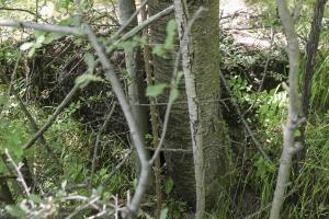 Ligne Maginot - LA VILLETTE 2 - (Blockhaus pour arme infanterie) - La coupole peu visible