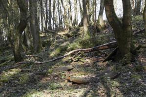 Ligne Maginot - BOIS DE CRUSNES - (Abri) - 
