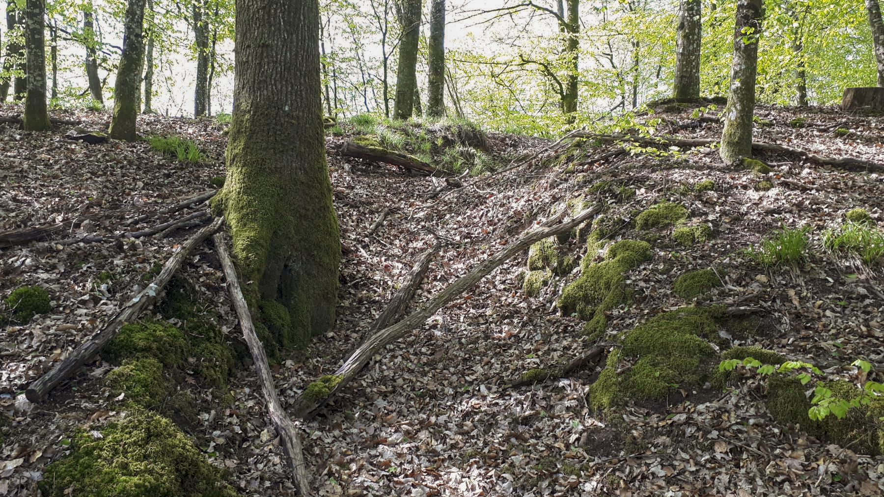 Ligne Maginot - CR DE LEMBACH - (PC de Sous-Quartier) - Tranchée d'accès - Gregory Fuchs