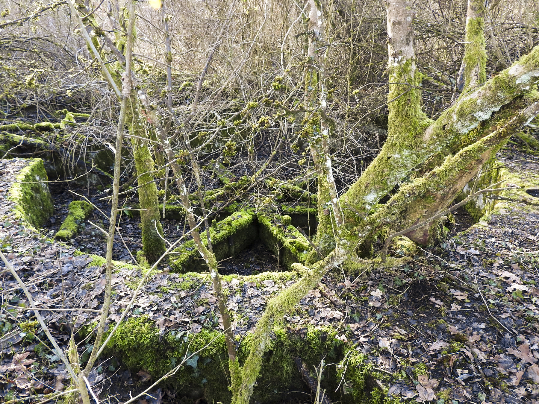 Ligne Maginot - CC4 - (Cuve pour canon) - La cuve envahie par la végétation. - STENGER Mathieu
