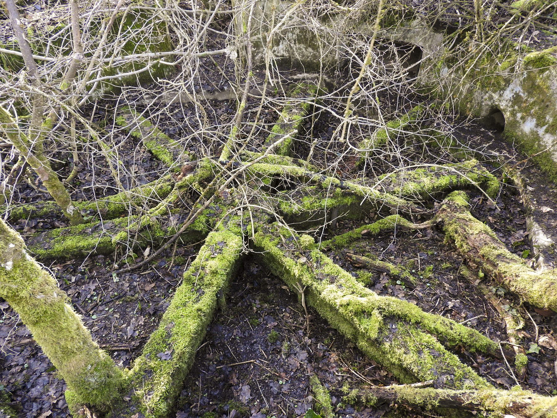 Ligne Maginot - CC4 - (Cuve pour canon) - La structure en étoile de la plate-forme. - STENGER Mathieu