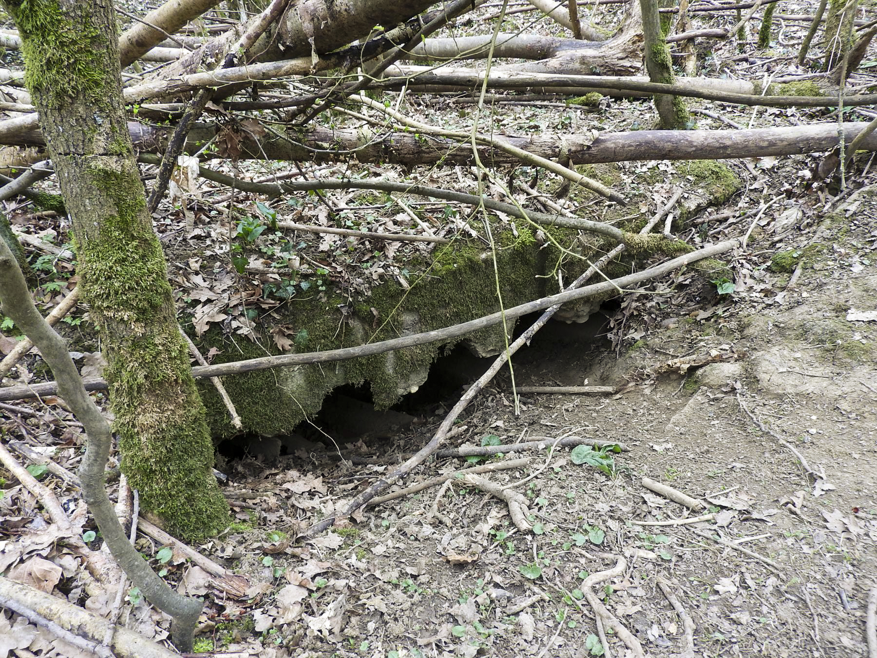 Ligne Maginot - BOIS DE LA GRANGE - (Abri) - Les vestiges d'un abri. - STENGER Mathieu