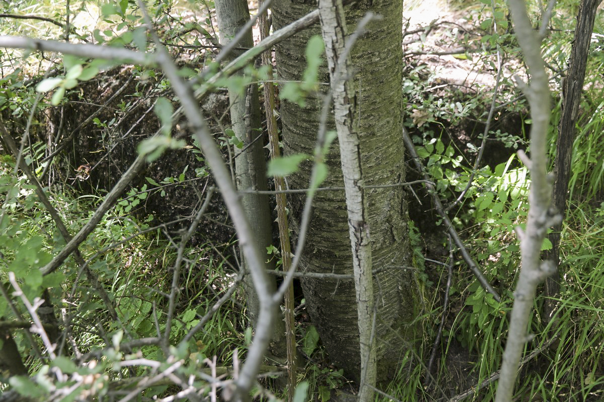 Ligne Maginot - LA VILLETTE 2 - (Blockhaus pour arme infanterie) - La coupole peu visible - Alain Perouffe