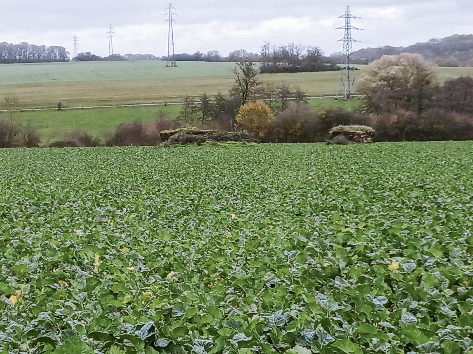 Ligne Maginot - IMMEREN 4 - (Blockhaus pour arme infanterie) - Les blockhaus d'Immeren 4 et 5 - Marc Fossoul