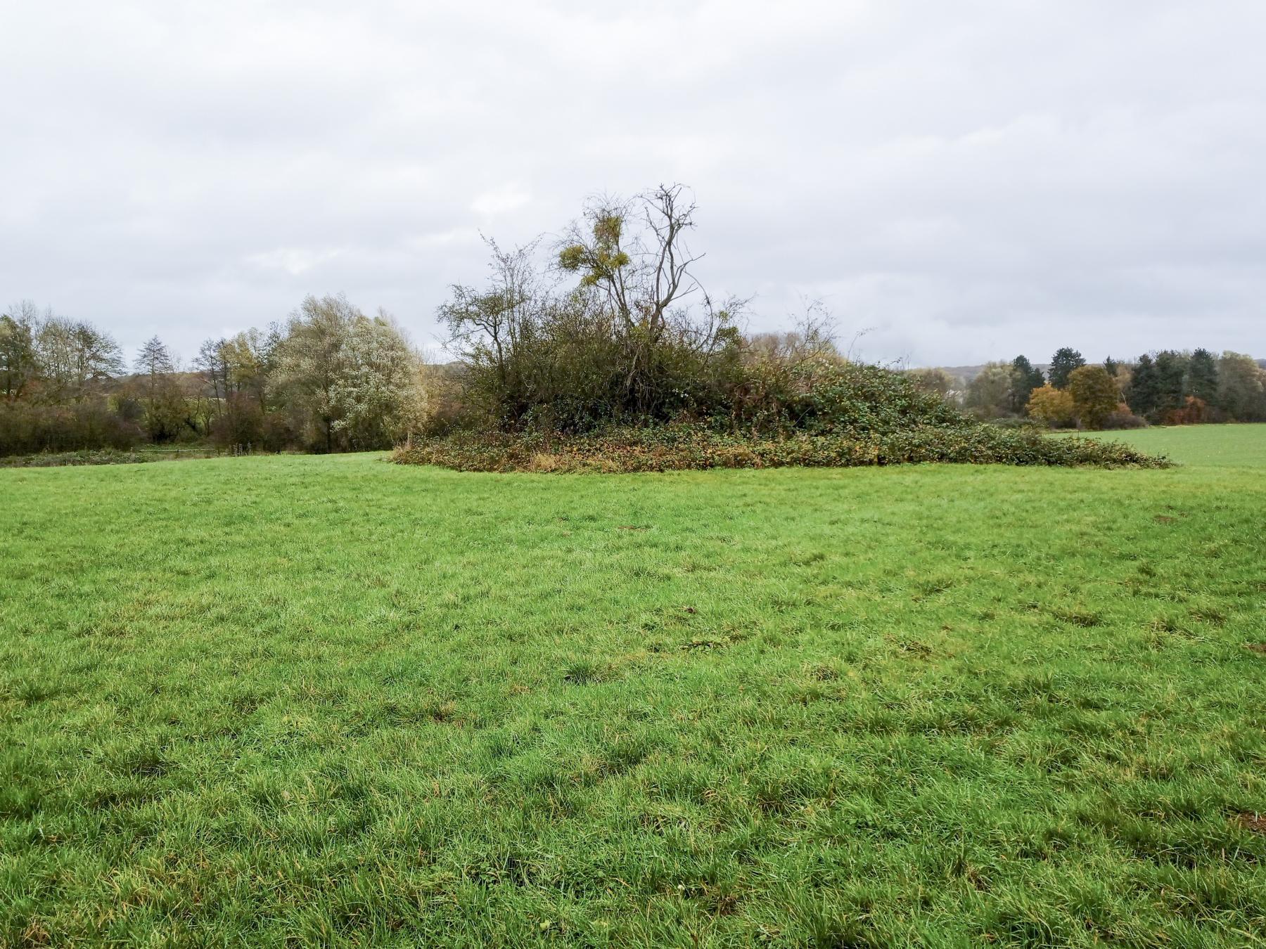 Ligne Maginot - IMMEREN 7 - (Blockhaus pour arme infanterie) - Le bosquet où se trouve le blockhaus - Marc Fossoul