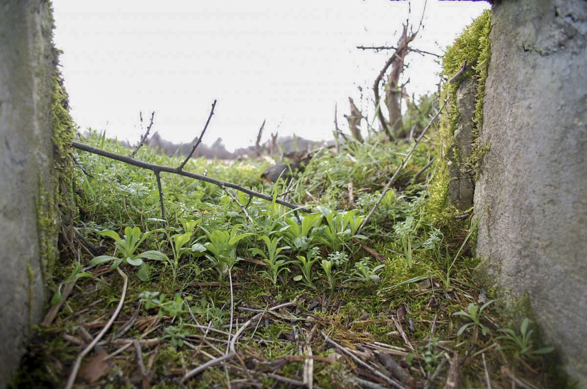 Ligne Maginot - DB18-D - FOND TOURNA - (Blockhaus pour arme infanterie) - Le créneau orienté vers l'A5 Bois du Four - Christian RICHON/Devoitine520