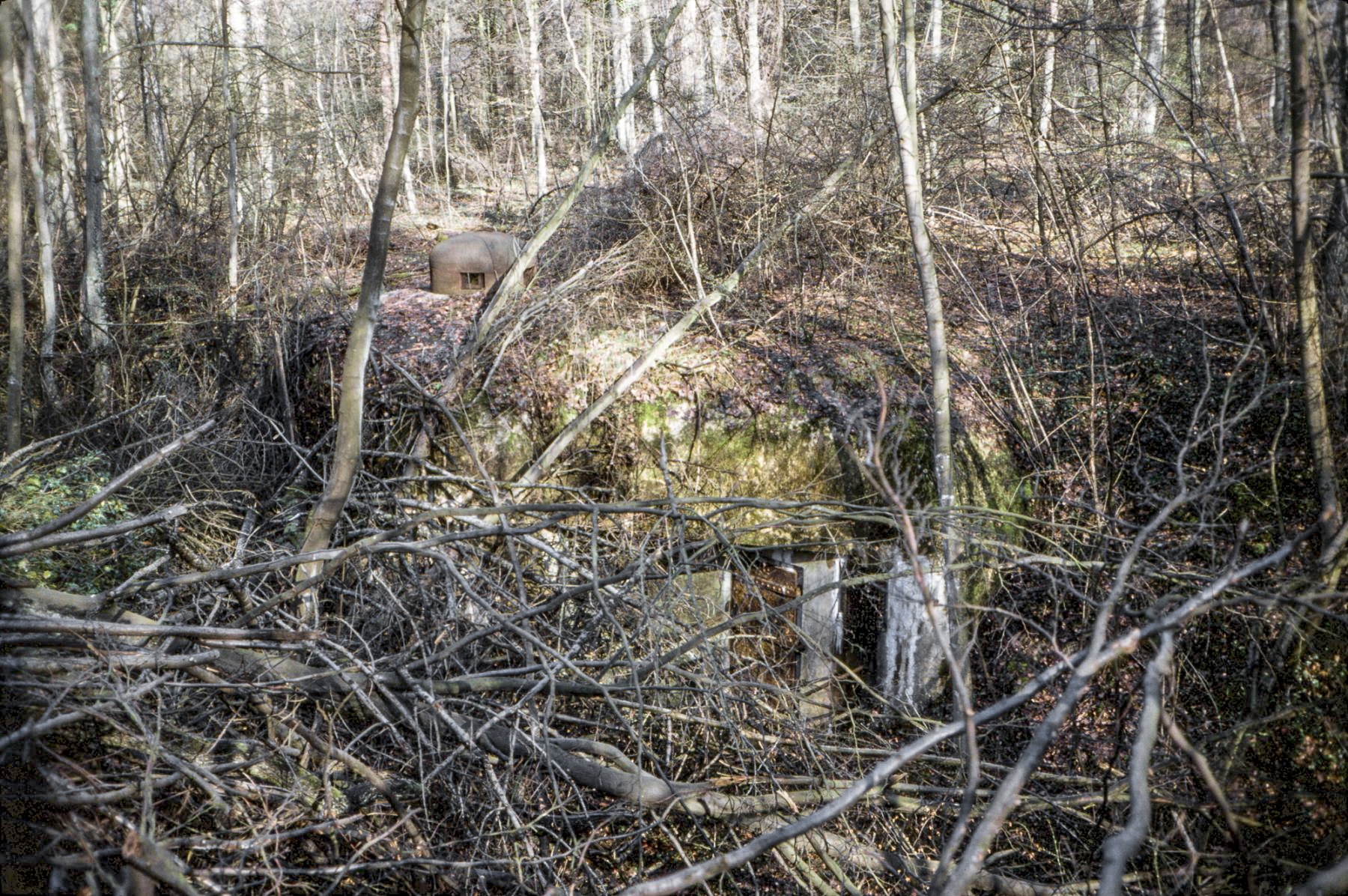 Ligne Maginot - BOIS D'ESCHERANGE - X3 (QUARTIER KANFEN - I/169°RIF) - (Abri) - En 1982 l'entrée gauche disparait sur les arbres qui viennent d'être coupés - Michel Teiten