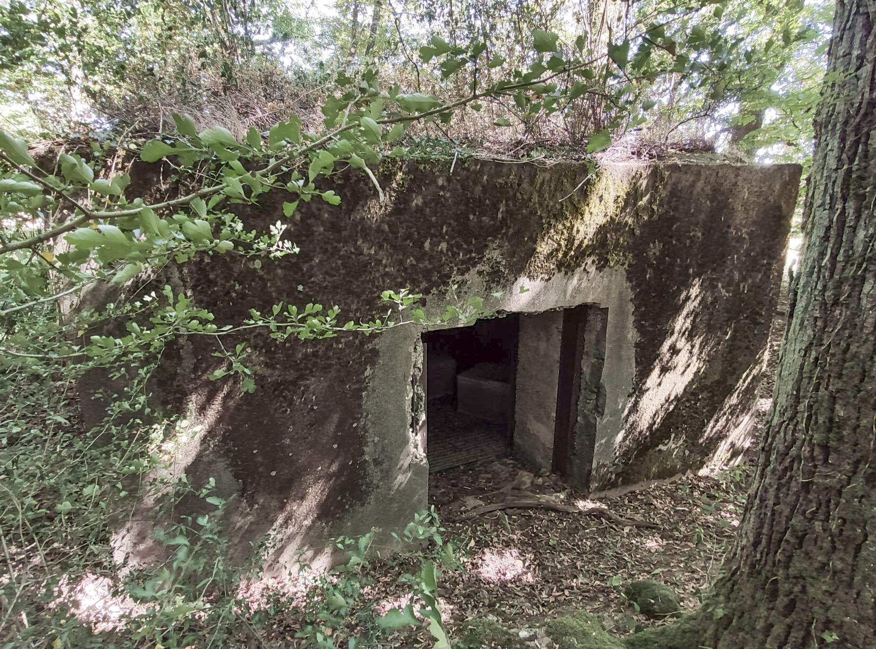 Ligne Maginot - CB309 - ZEITERHOLZ EST - (Blockhaus pour canon) - Accès arrière 
