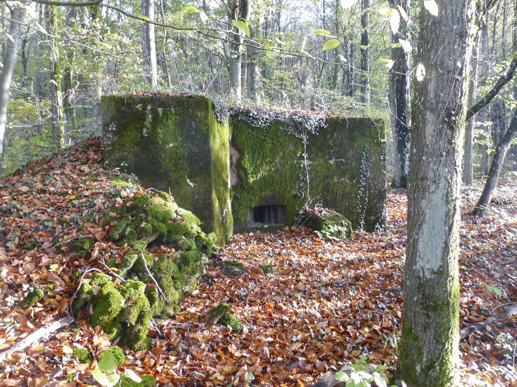 Ligne Maginot - CB331 - GINSKLOPP OUEST - (Blockhaus pour arme infanterie) -  - Sylvie Laure LAMBERT