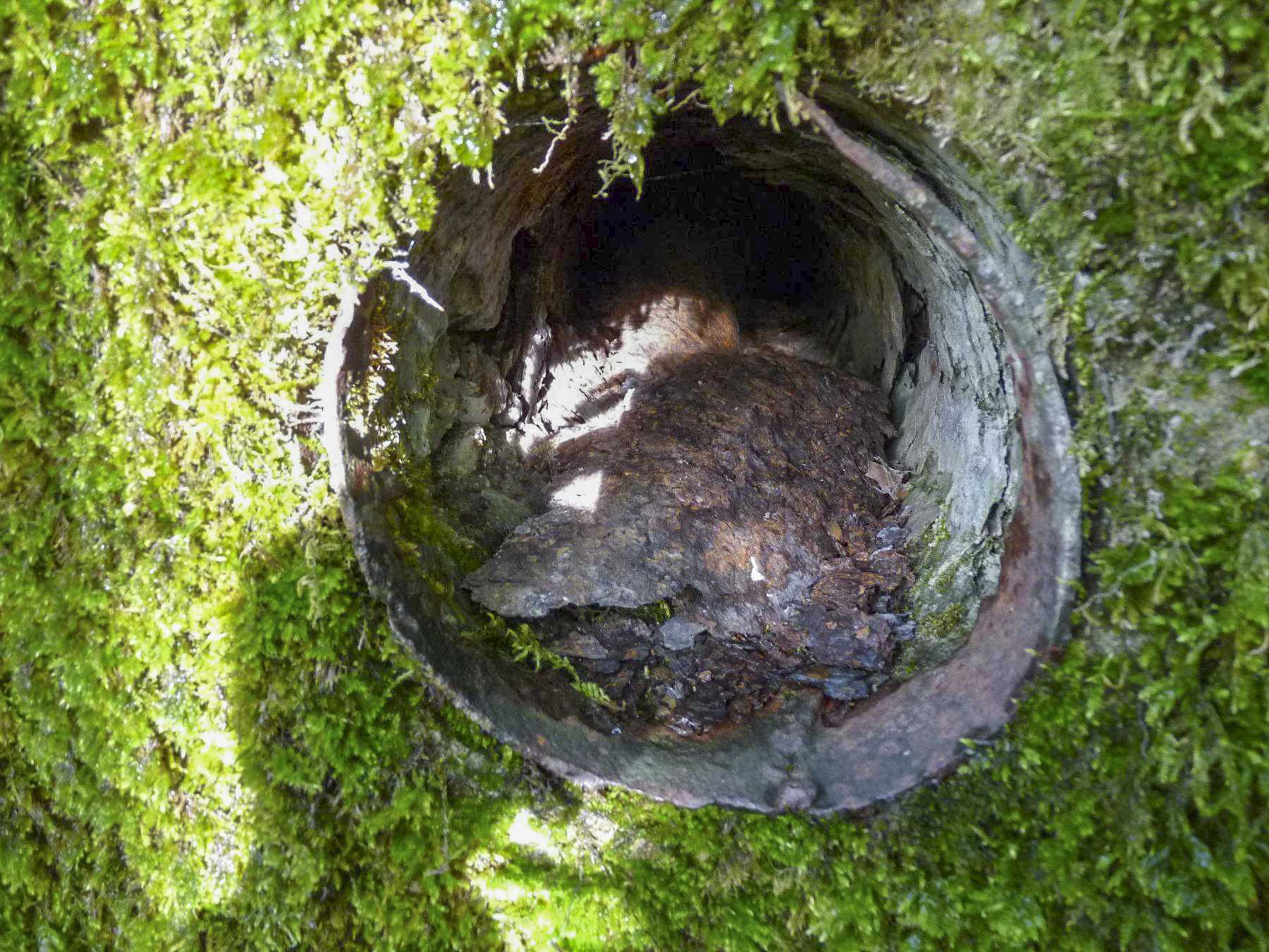 Ligne Maginot - CB331 - GINSKLOPP OUEST - (Blockhaus pour arme infanterie) -  - Sylvie Laure LAMBERT