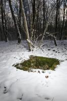 Ligne Maginot - BOIS KARRE - (Casernement) - Vestiges