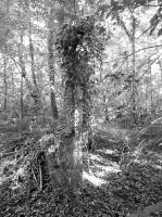 Ligne Maginot - KOBENBUSCH - (Casernement) - 