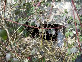 Ligne Maginot - CB141 - BECHPERT 1 - (Blockhaus pour canon) - 