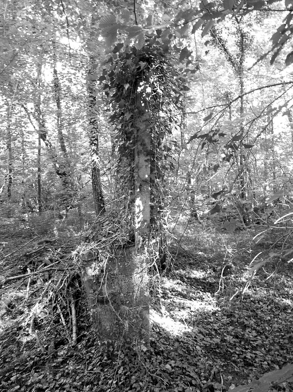 Ligne Maginot - KOBENBUSCH - (Casernement) -  - Sylvie-Laure LAMBERT