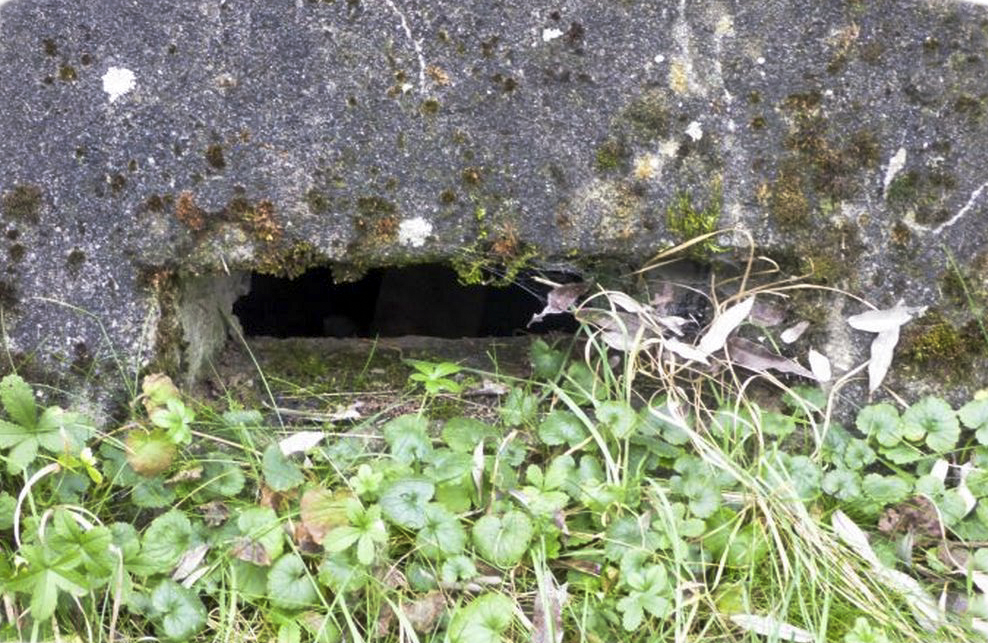 Ligne Maginot - CB4-B - BIDESFELD - (Blockhaus pour arme infanterie) -  - Sylvie Laure LAMBERT