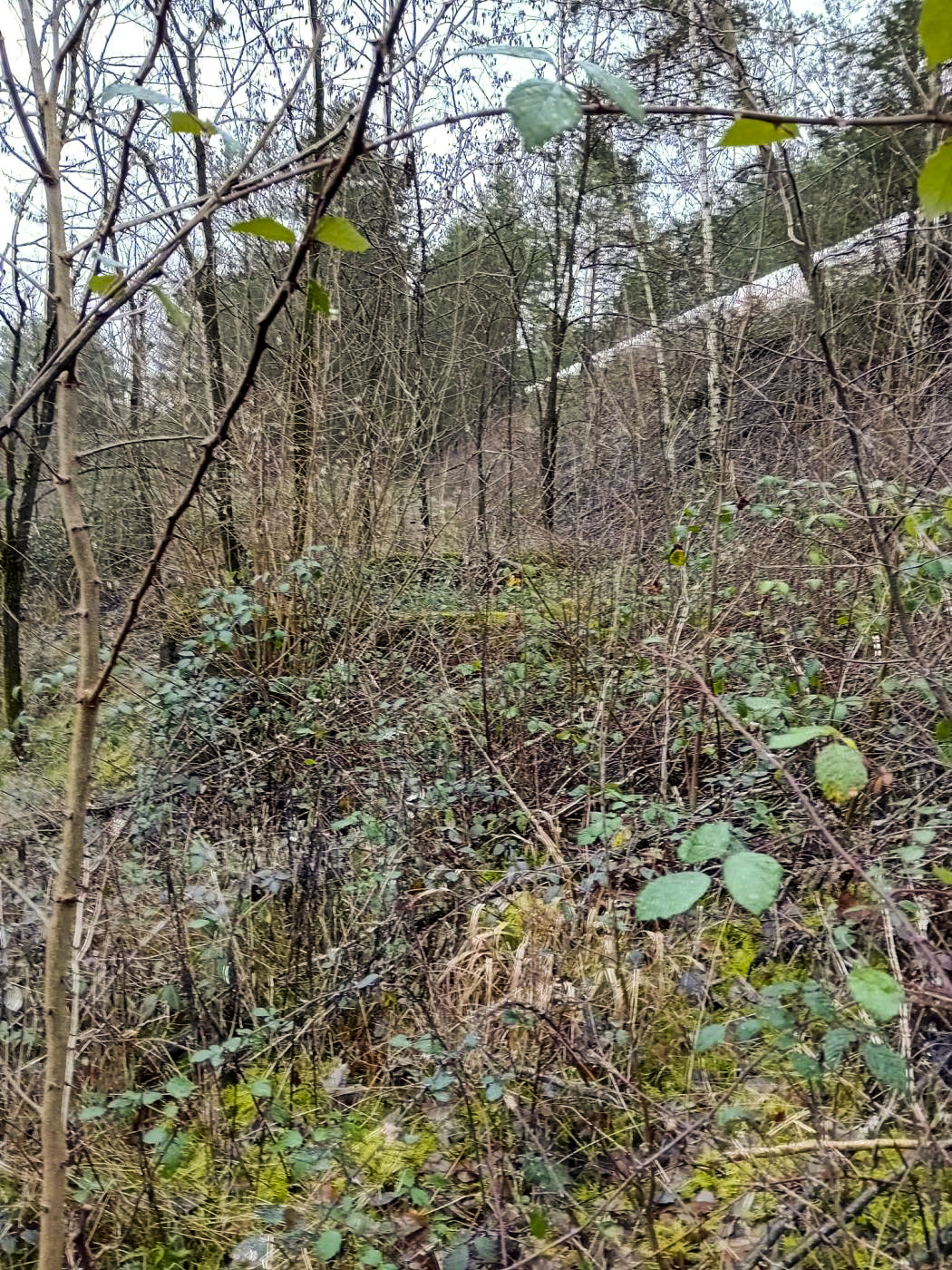 Ligne Maginot - FERME GRUENHOF - (Poste GRM - Maison Forte) -  - david Matloka