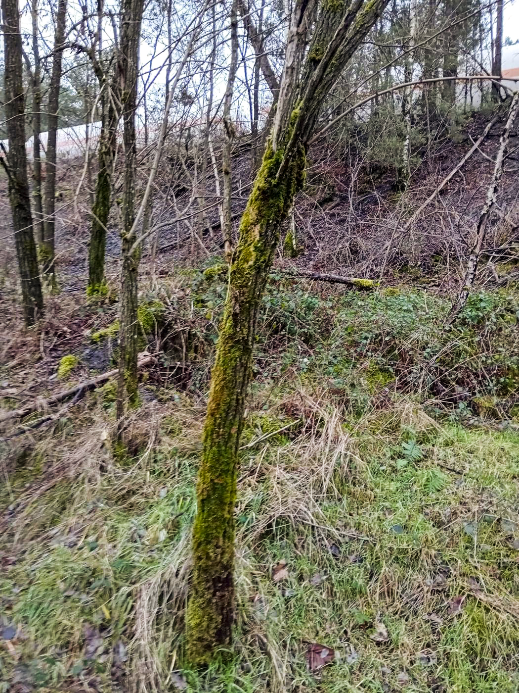 Ligne Maginot - FERME GRUENHOF - (Poste GRM - Maison Forte) -  - david Matloka