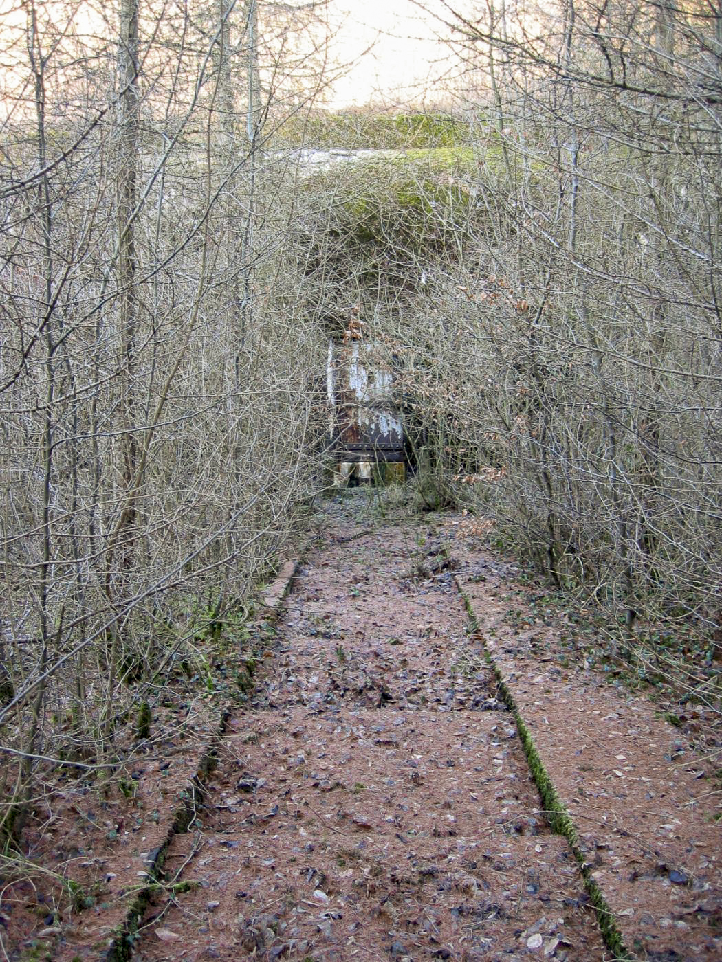 Ligne Maginot - GROS BOIS - X1 (QUARTIER LUDELANGE - I/128°RIF) - (Abri) - L'abri disparait sous la végétation
2004 - Michel Teiten