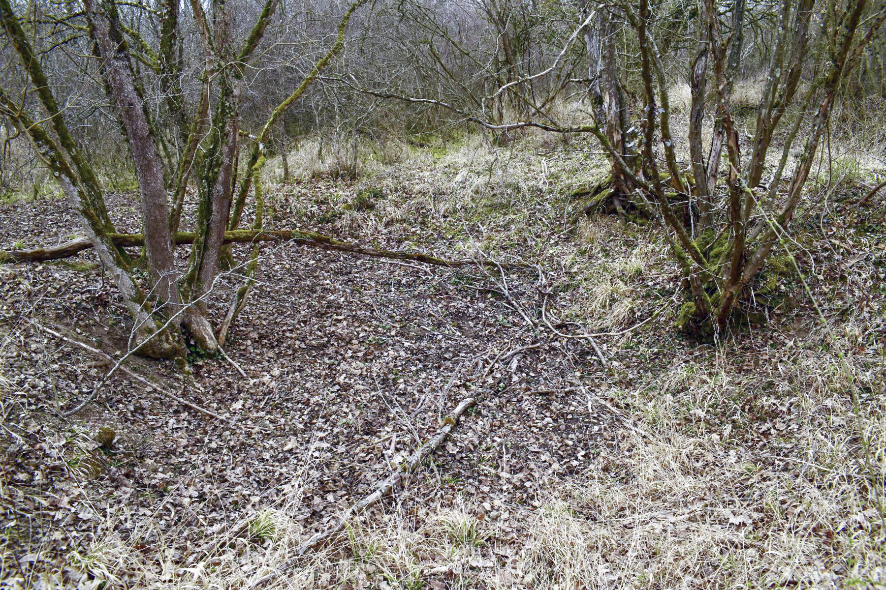 Ligne Maginot - HARDTWALD 3 - (Position d'artillerie préparée) - Position de batterie avec la rampe d'accès de la pièce. - D.Froehly