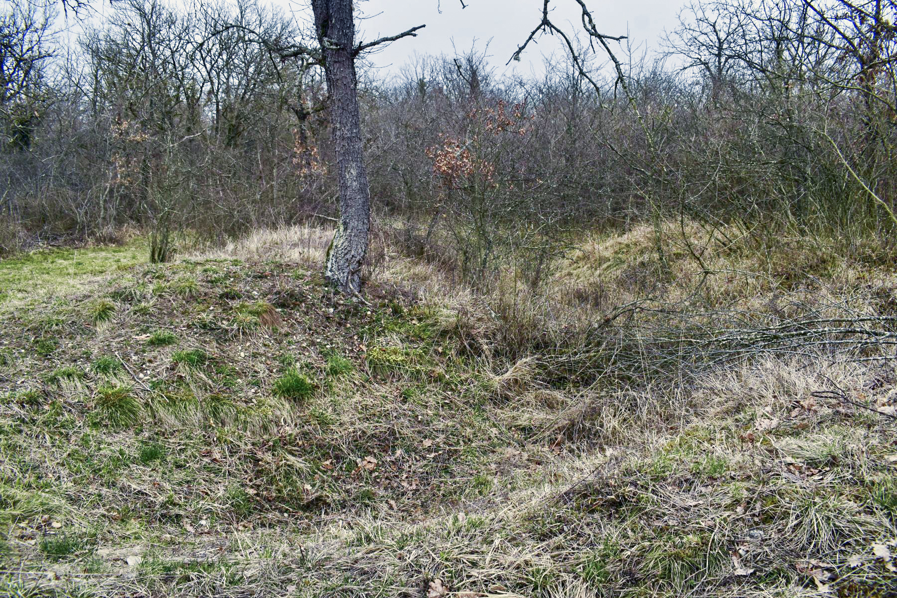 Ligne Maginot - HARDTWALD 3 - (Position d'artillerie préparée) - Position de batterie la plus au nord et son accès.  - D.Froehly