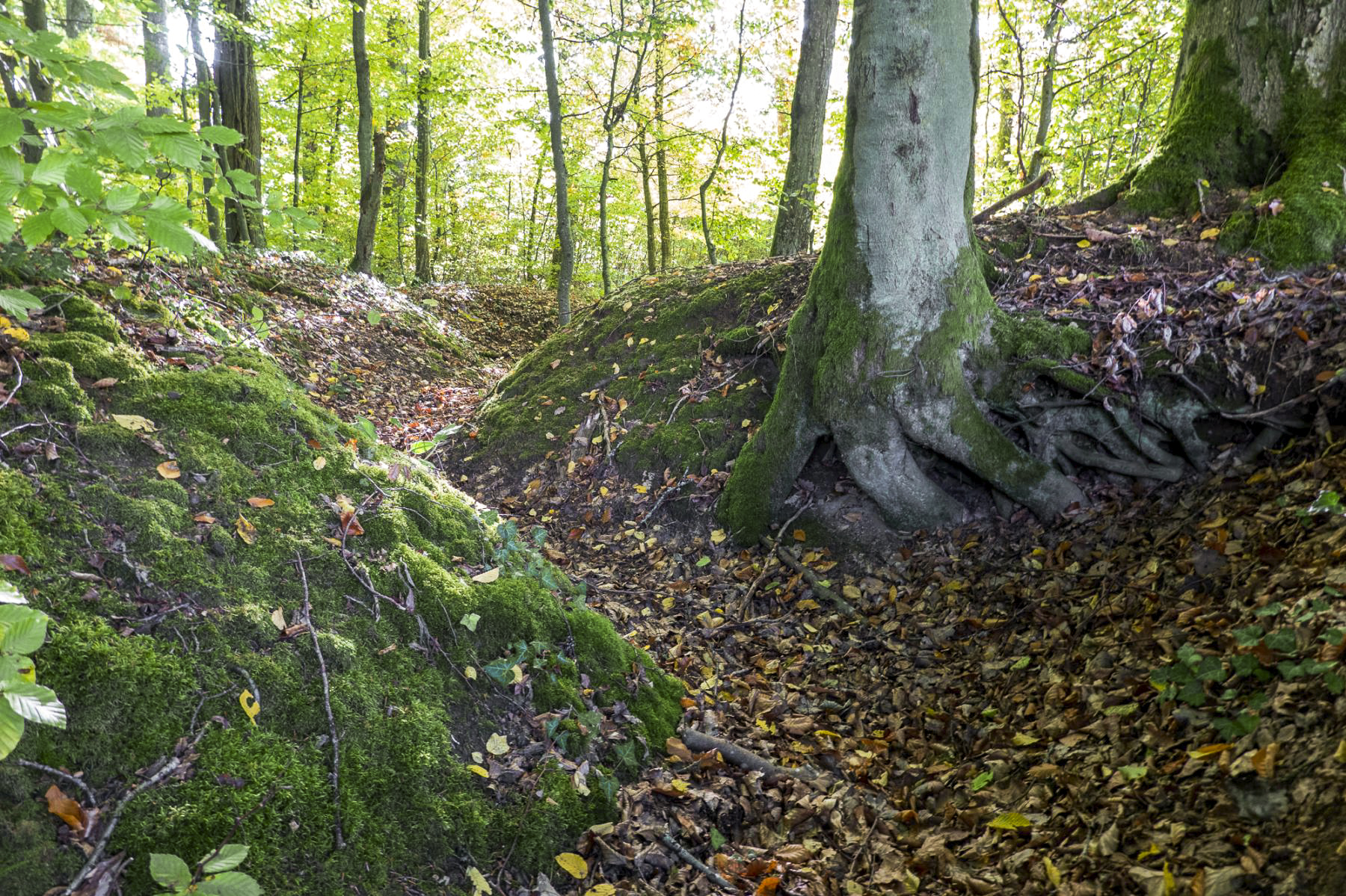 Ligne Maginot - HUBERBUSCH 1 - (Blockhaus pour arme infanterie) - Vestiges de la tranchée d'accès au bloc - Michel Teiten