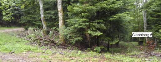 Ligne Maginot - GLASERBERG 6 - (Chambre de coupure) - 