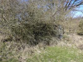 Ligne Maginot - MUEHLENBACH 7 - (Blockhaus pour canon) - La façade de tir est invisible derrière des broussailles.