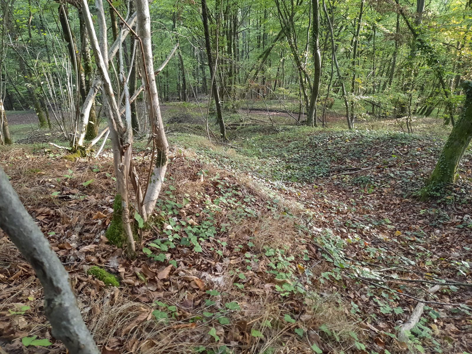 Ligne Maginot - BOIS SACKER - (Abri) -  - Rémi Virtt