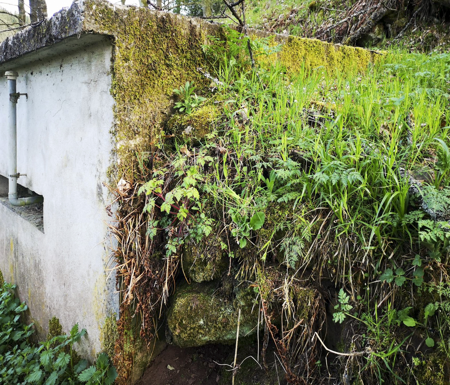 Ligne Maginot - STESCHBACH - (Blockhaus pour canon) - Le blockhaus du côté droit, reconverti en garage / hangar de stockage - DK_Antoine4
