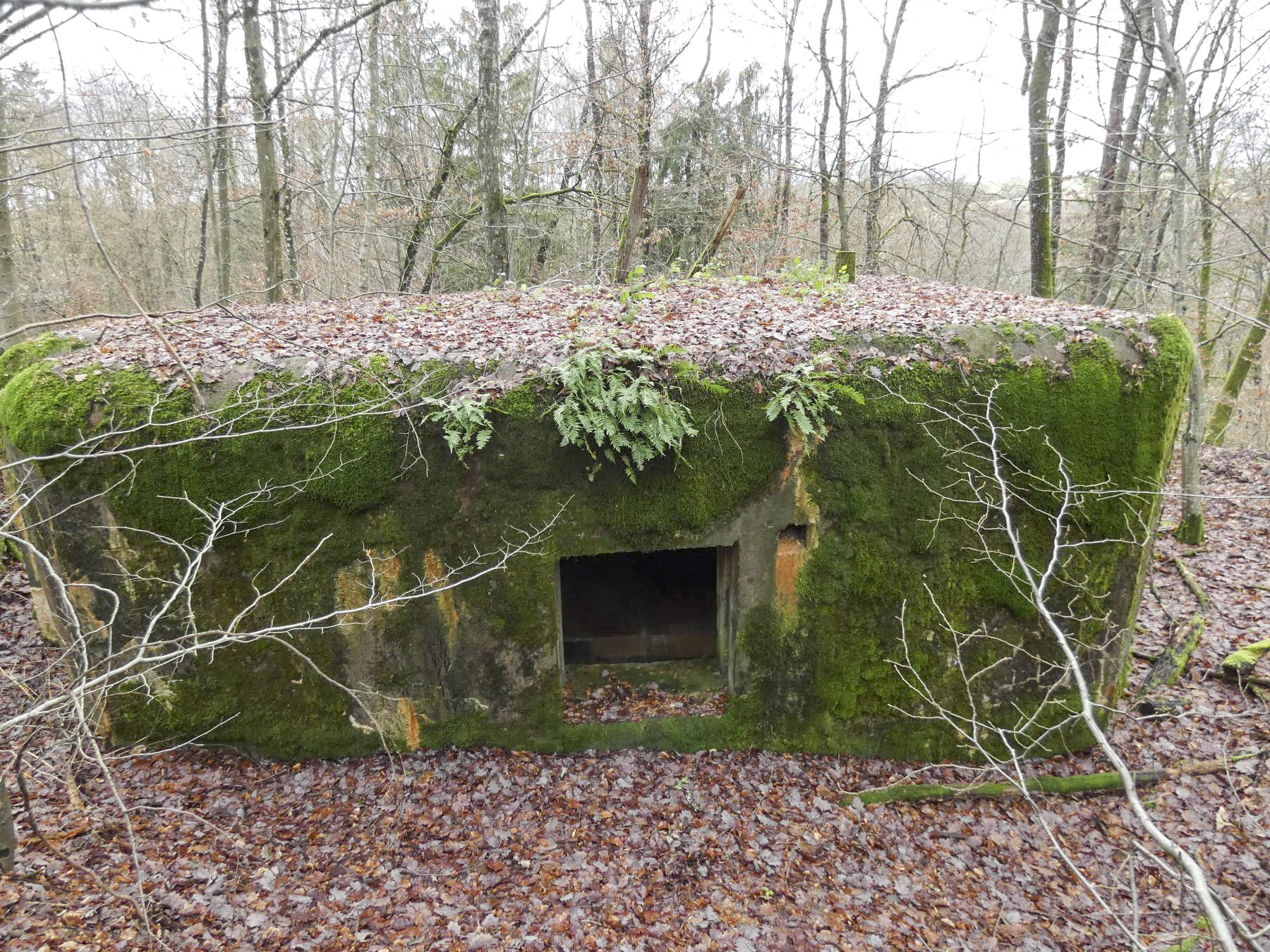Ligne Maginot - HOLZSCHLAG 3 - (Blockhaus pour canon) - La façade arrière avec l'entrée du canon. - STENGER Mathieu
