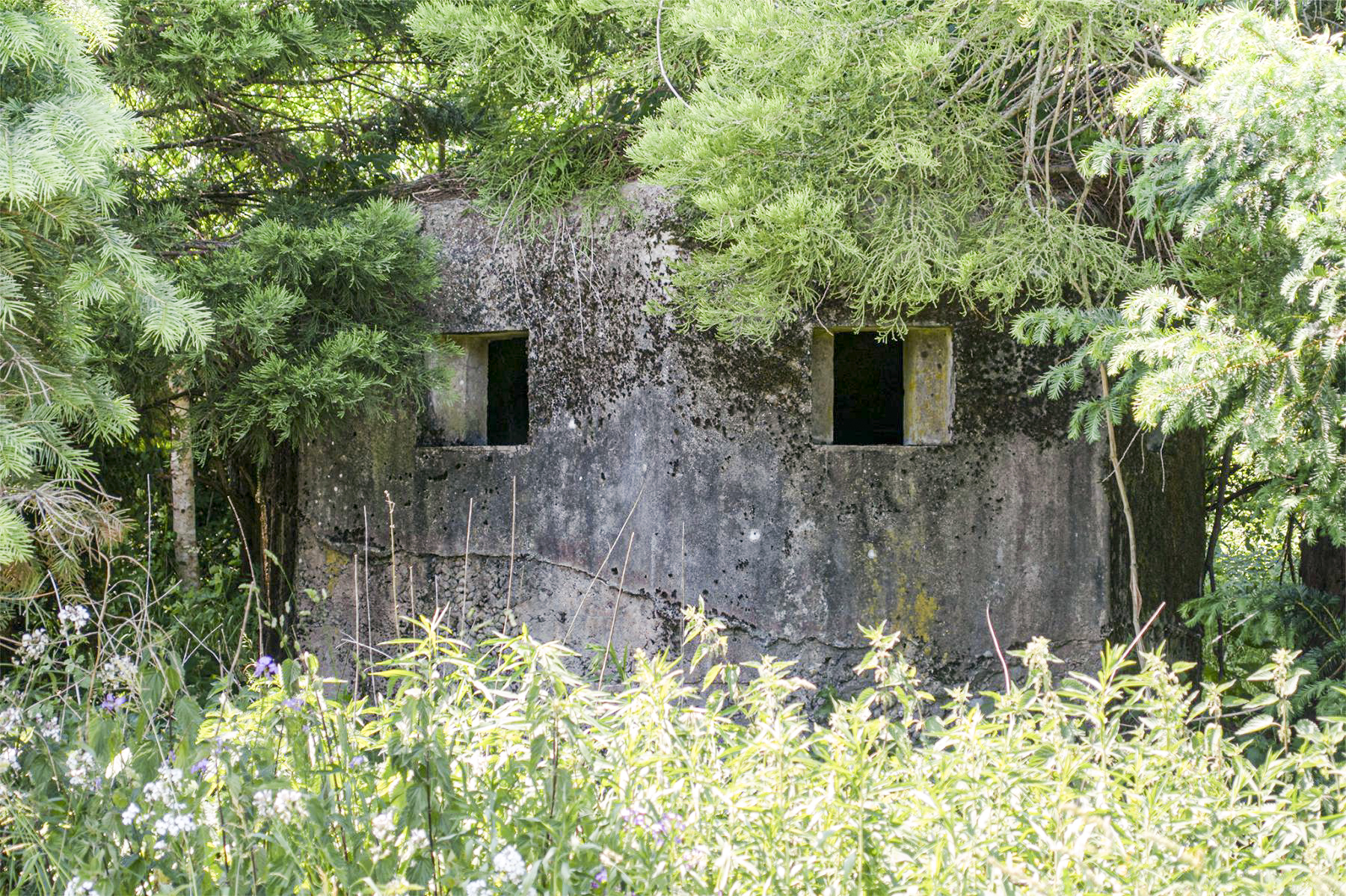 Ligne Maginot - M31 - ROUTE DE LA VERRERIE 1 - (Blockhaus pour arme infanterie) -  - David Palmer