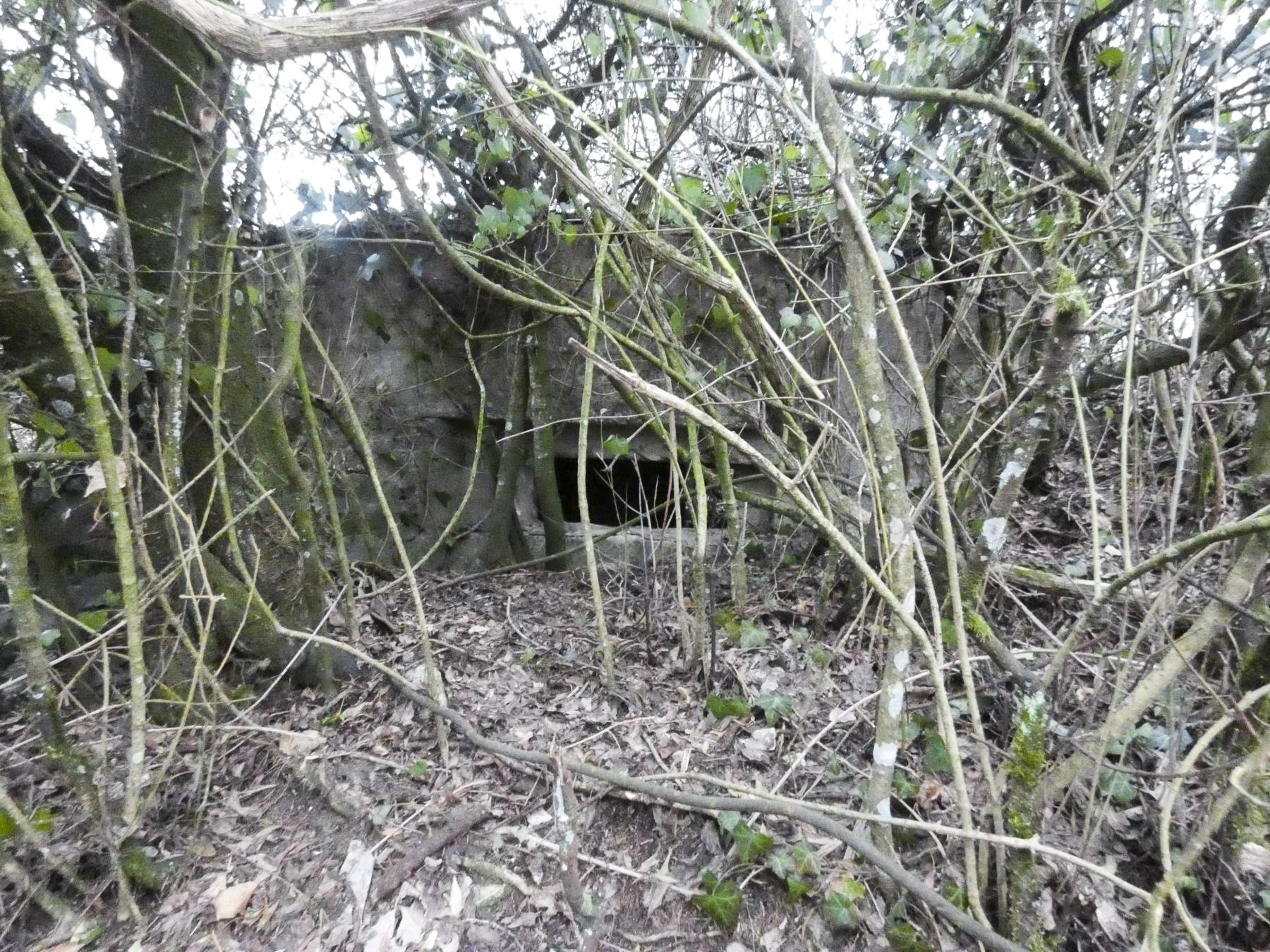 Ligne Maginot - DORFWIESE 4 - (Blockhaus pour arme infanterie) - Le créneaux visible à travers les broussailles. - STENGER Mathieu