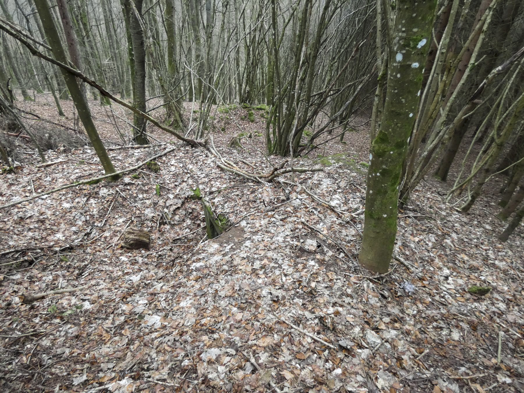 Ligne Maginot - KLAM 7 - (Blockhaus pour arme infanterie) - Le blockhaus à peine visible depuis le chemin. - STENGER Mathieu