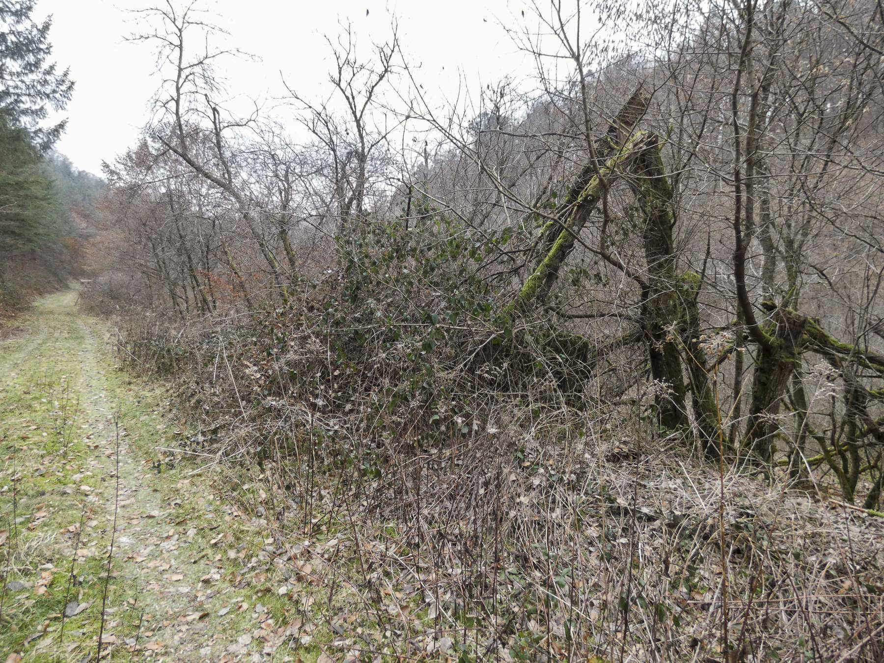 Ligne Maginot - RUISSEAU DU GROSSTHAL 4 - (Blockhaus pour arme infanterie) - Le blockhaus se trouve au bord du sentier, caché par la végétation et un arbre brisé tombé dessus. - STENGER Mathieu