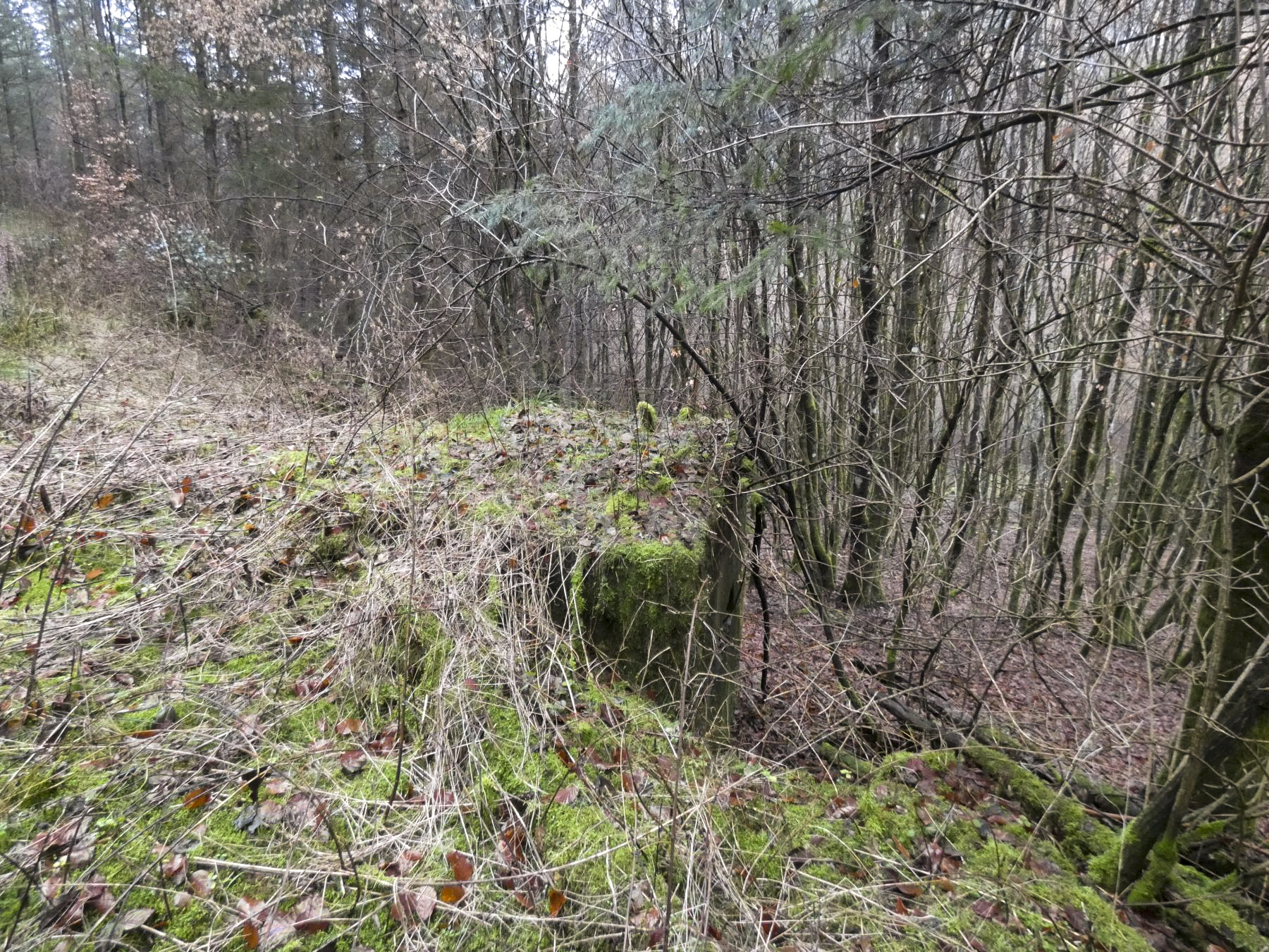 Ligne Maginot - RUISSEAU DU GROSSTHAL 3 - (Blockhaus pour arme infanterie) - Le blockhaus vu depuis le sentier. - STENGER Mathieu