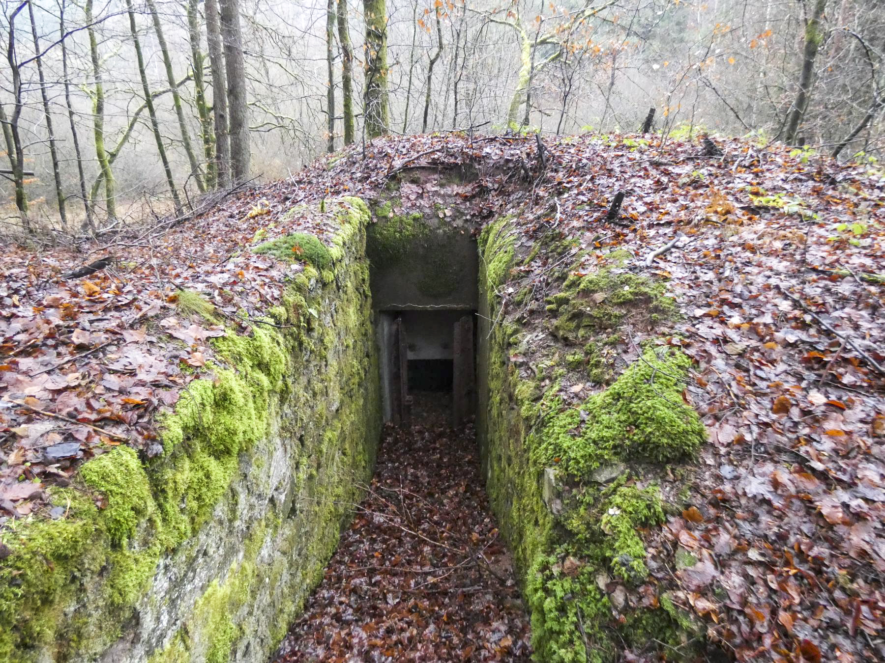 Ligne Maginot - RUISSEAU DU GROSSTHAL 2 - (Blockhaus pour arme infanterie) - La tranchée d'accès maçonnée. - STENGER Mathieu