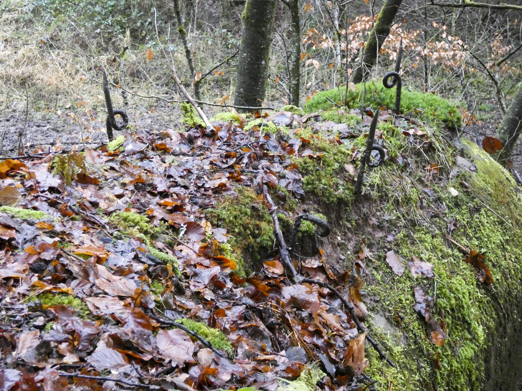 Ligne Maginot - RUISSEAU DU GROSSTHAL 2 - (Blockhaus pour arme infanterie) - Les ardillons encore présents sur la toiture du blockhaus. - STENGER Mathieu