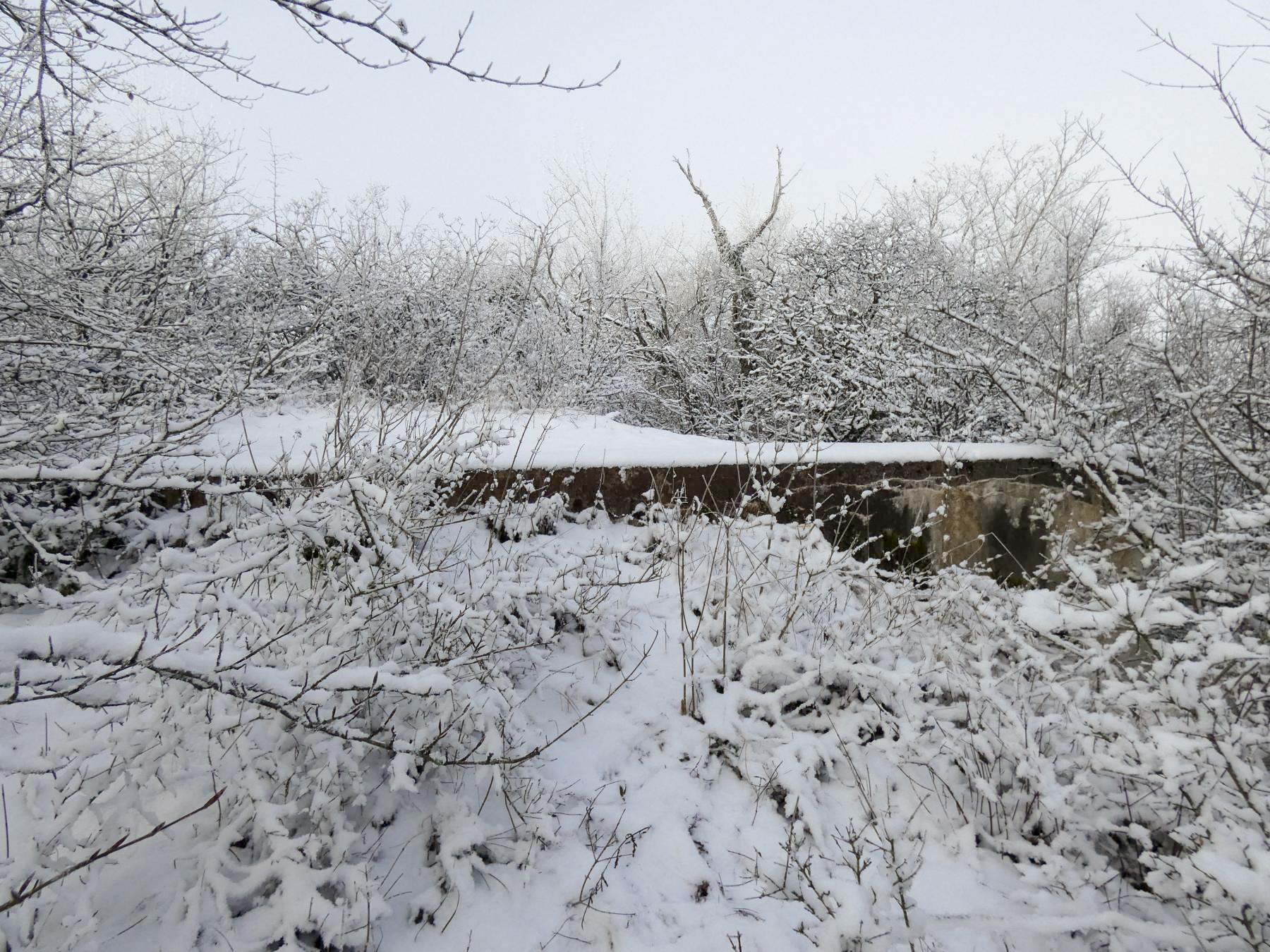 Ligne Maginot - BB308 - (Blockhaus pour arme infanterie) - Le blockhaus est difficilement accessible dans un fourré. - STENGER Mathieu