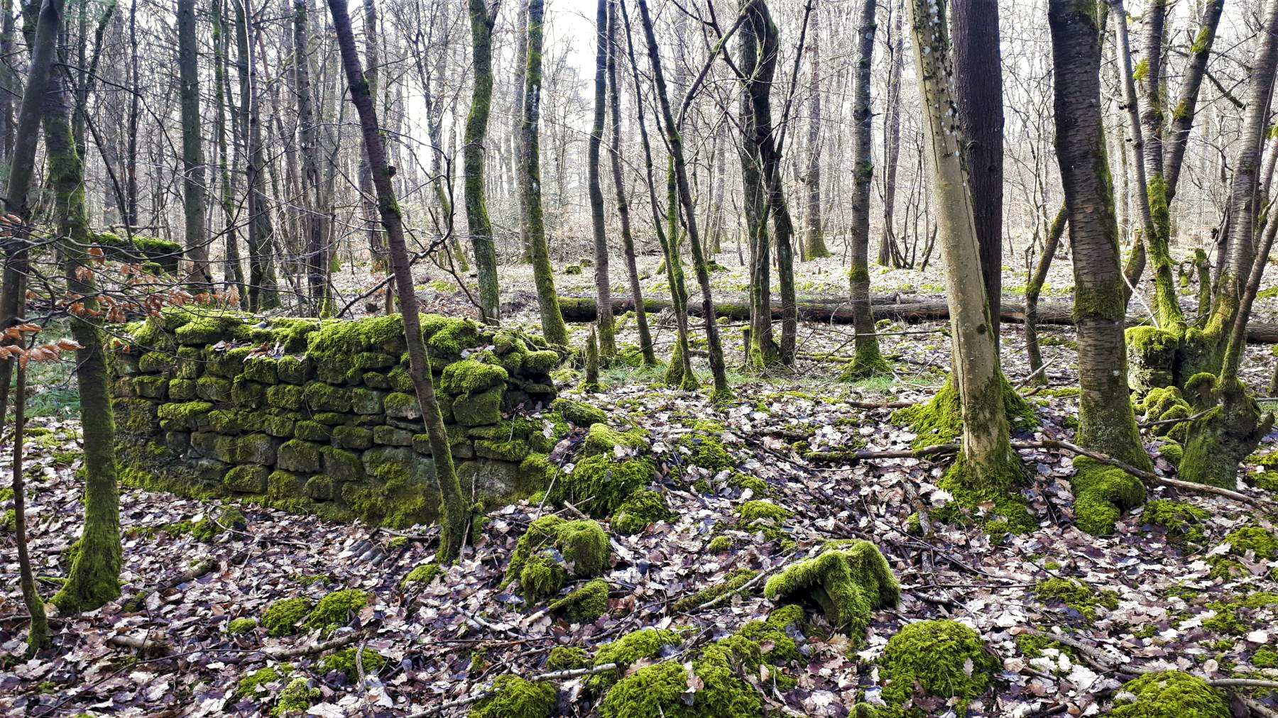 Ligne Maginot - Fondations d'un baraquement entre les deux casemates - Fondations d'un baraquement entre les deux casemates - Gregory Fuchs