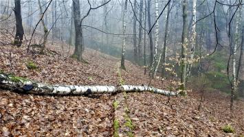 Ligne Maginot - HOCHWALD (FOSSé ANTICHAR DU) - (Obstacle antichar) - Un mur de soutènement perpendiculaire au fossé, entre les casemates C9 et C8