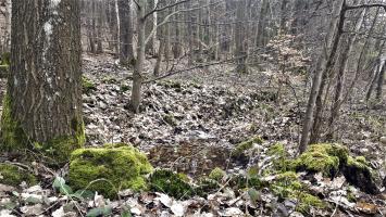 Ligne Maginot - HOCHWALD OUEST 7 - (Blockhaus pour arme infanterie) - Les ruines du bloc, On devine le bloc voisin Hochwald Ouest 6 derrière les arbres au centre