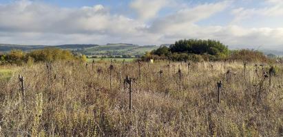 Ligne Maginot - LA FERTE - (Ouvrage d'infanterie) - Réseau barbelés
