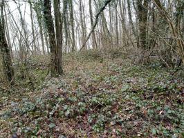 Ligne Maginot - GRAND BOIS - (Dépôt de Munitions) - 