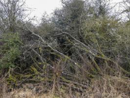 Ligne Maginot - BB8 - KOBENBERG - (Blockhaus pour canon) - Le blockhaus est bien camouflé.