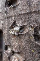 Ligne Maginot - 35/3 - MARCKOLSHEIM SUD - (Casemate d'infanterie - Double) - Cloche GFM