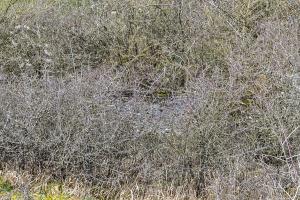 Ligne Maginot - ROHRBACH SUD 3 - (Blockhaus pour arme infanterie) - Caché par une végétation très dense
