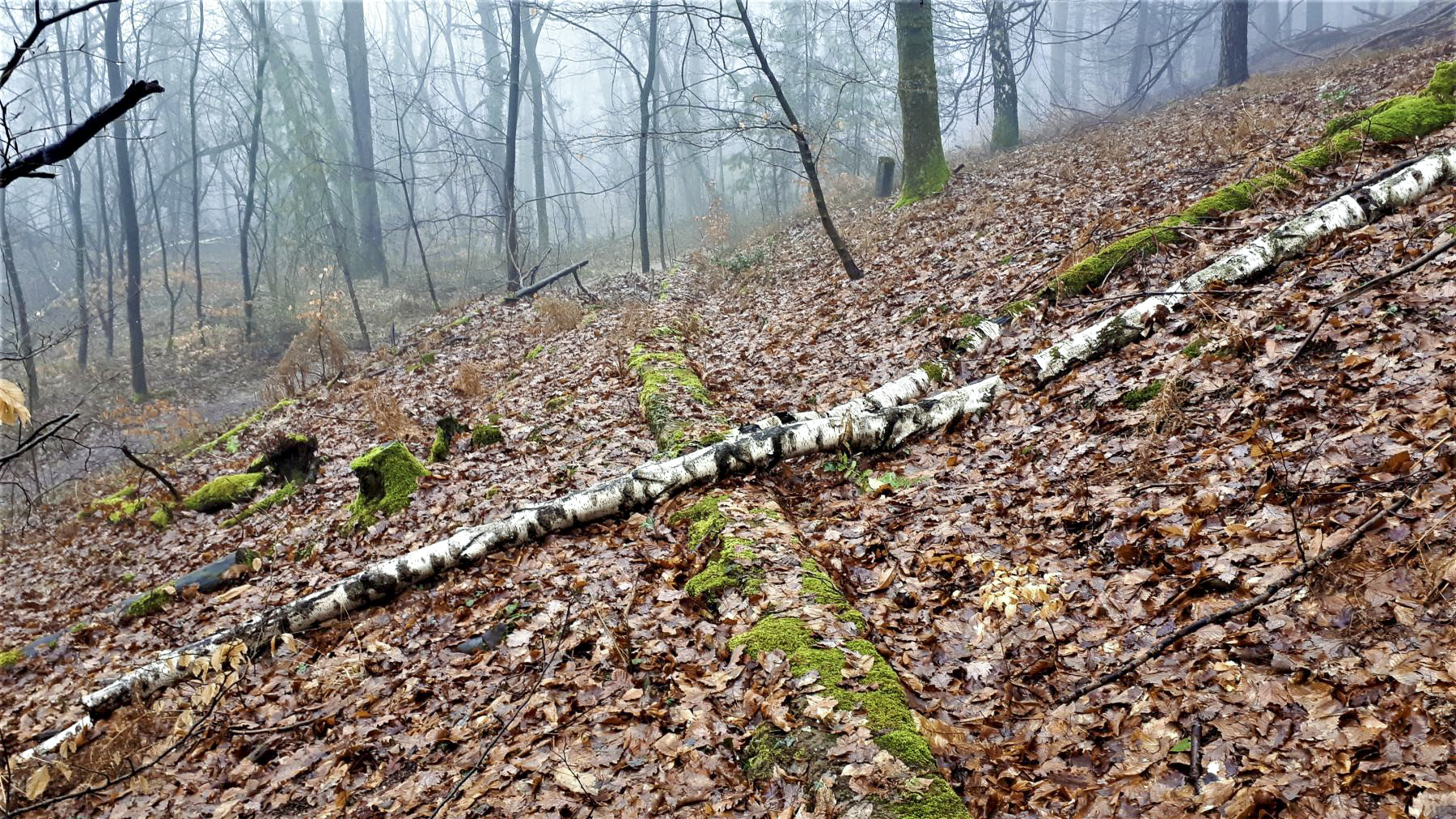 Ligne Maginot - HOCHWALD (FOSSé ANTICHAR DU) - (Obstacle antichar) - Un mur de soutènement perpendiculaire au fossé, entre les casemates C9 et C8 - Gregory Fuchs